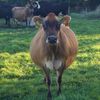 Обложка канала @farmnewzealand