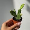 Обложка канала @groplants