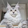 Обложка канала @Wildcatstyle