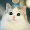 Обложка канала @nyacute_cats