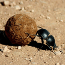 Обложка канала @insect_life