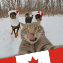 Обложка канала @canadacat