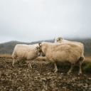 Обложка канала @Icelanding