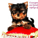Обложка канала @Vipdogss
