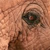 Обложка канала @Old_Elephant