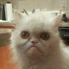 Обложка канала @brokencats