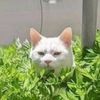 Обложка канала @hoooey