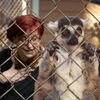 Обложка канала @polit_zoo