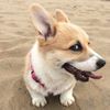 Обложка канала @corgi_elf