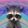 Обложка канала @digital_raccoon